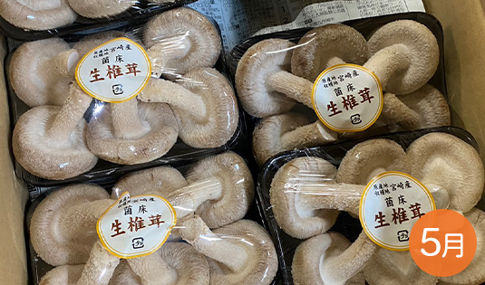 生椎茸