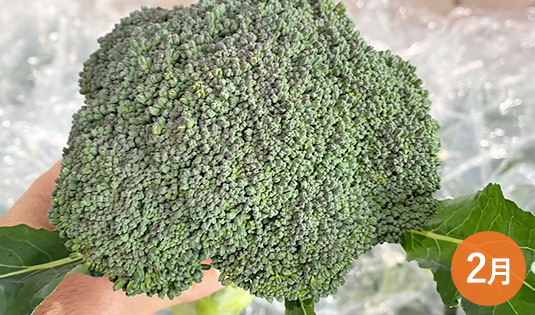 ブロッコリー