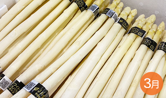 ホワイトアスパラガス